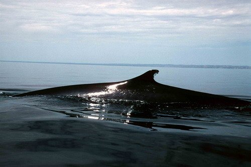 image brw_cswann7-jpg