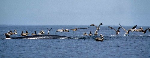 image brw_cswann9-cu-jpg