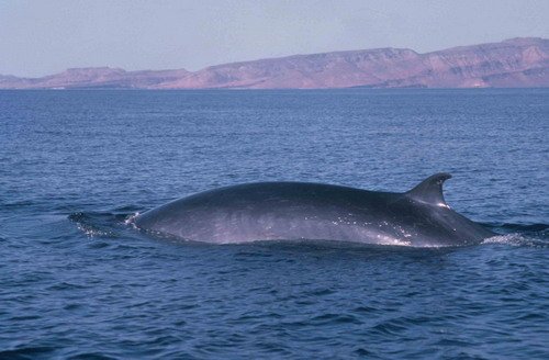 image brw_dfertl1-jpg