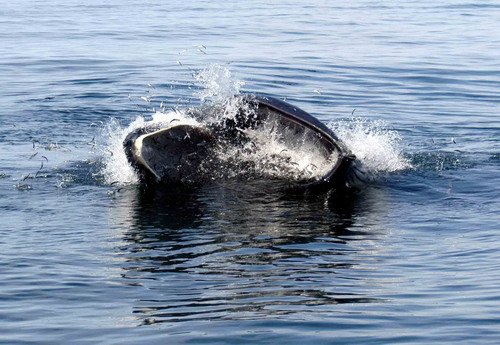 image brw_msomerville3-jpg