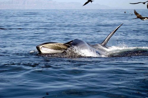 image brw_msomerville6-jpg