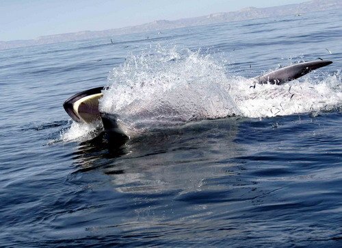 image brw_msomerville7-jpg