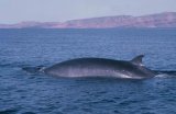 Brydes Whale