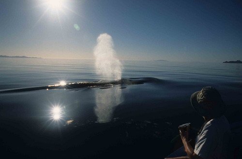 image fw_cswann11-jpg