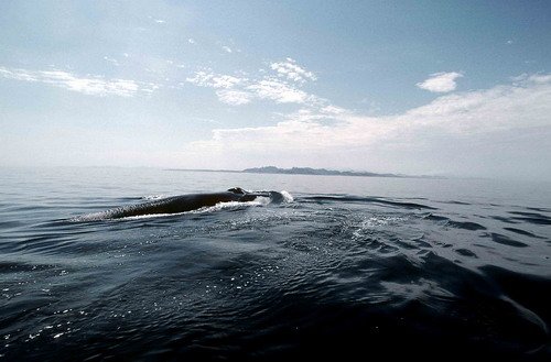 image fw_cswann17-jpg