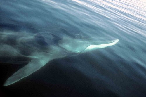 image fw_cswann37-jpg