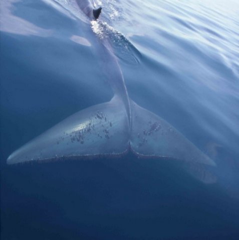 image fw_cswann40a-jpg