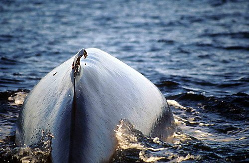 image fw_cswann9-jpg