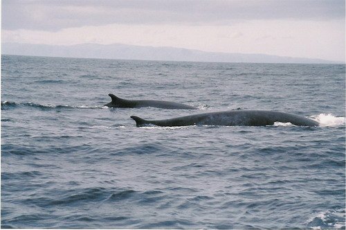 image fw_pghevans7-jpg