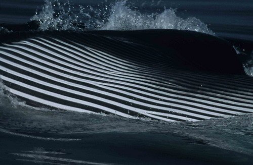 image fw_twalmsley1-jpg