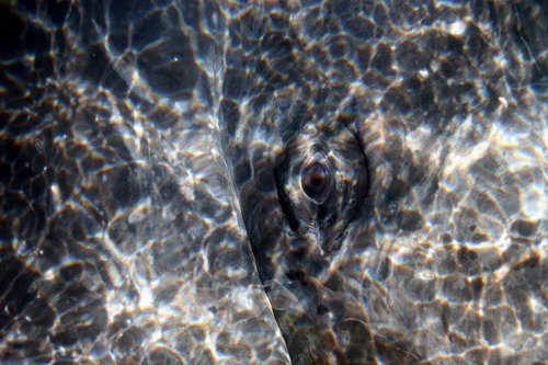 image gw_panderwald5123a-jpg