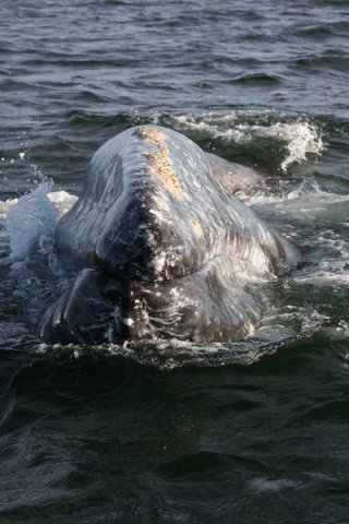 image gw_panderwald5299a-jpg