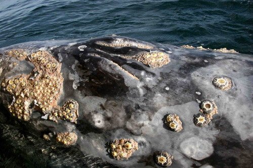 image gw_pghevans8175-jpg