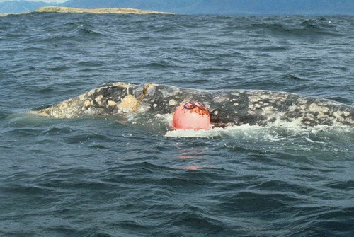 image gw_rwbaird5-jpg