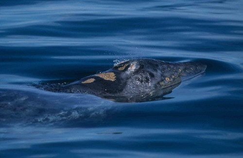 image gw_twalmsley12-jpg