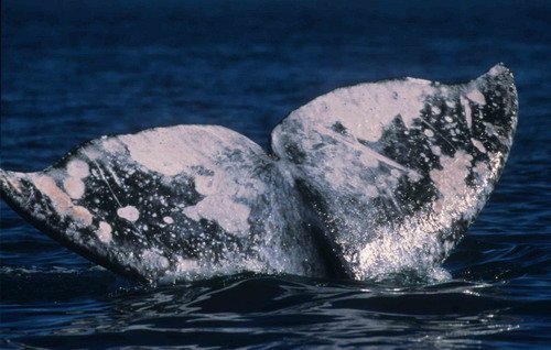 image gw_twalmsley17-jpg