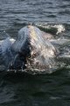 Gray Whale