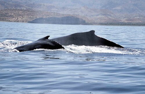 HW CSWANN12 image hw_cswann12-jpg