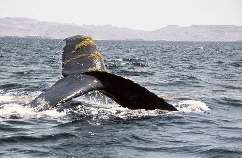 HW CSWANN14 image hw_cswann14-jpg