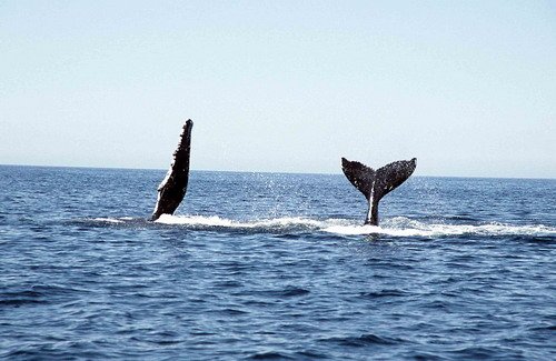 HW CSWANN16 image hw_cswann16-jpg