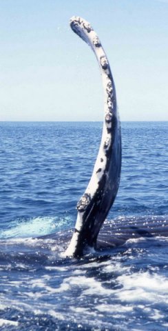 image hw_cswann18a-jpg