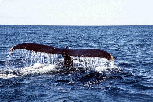 image hw_cswann2-jpg