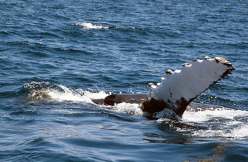 HW CSWANN25 image hw_cswann25-jpg