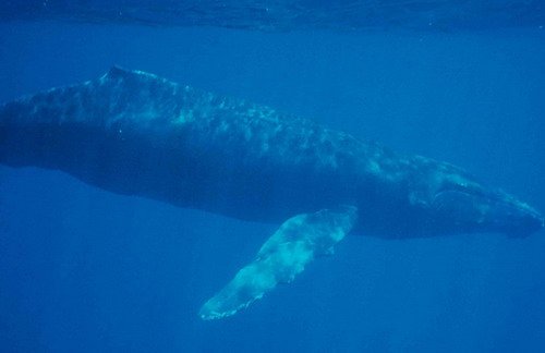 HW DGLOCKNER image hw_dglockner-jpg