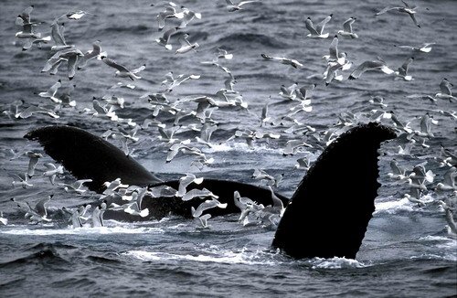 HW FUGARTE2 image hw_fugarte2-jpg