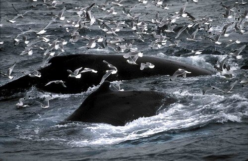 image hw_fugarte3-jpg