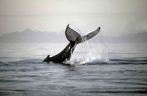 HW FUGARTE4 image hw_fugarte4-jpg