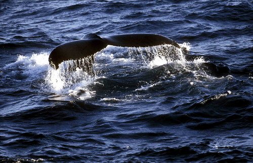 HW FUGARTE5 image hw_fugarte5-jpg