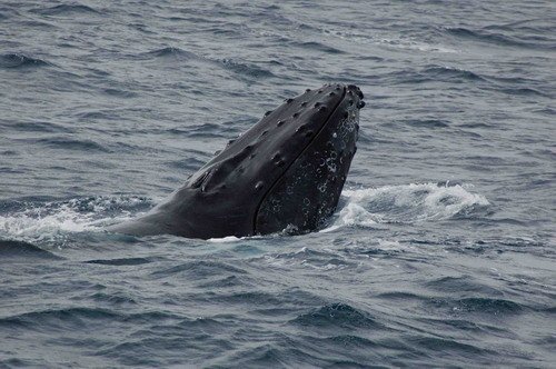 image hw_lhandley3110-jpg