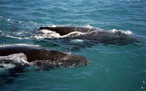 HW MREICHELT1 image hw_mreichelt1-jpg