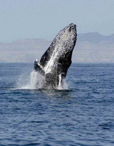 HW MSOMERVILLE1 image hw_msomerville1-jpg