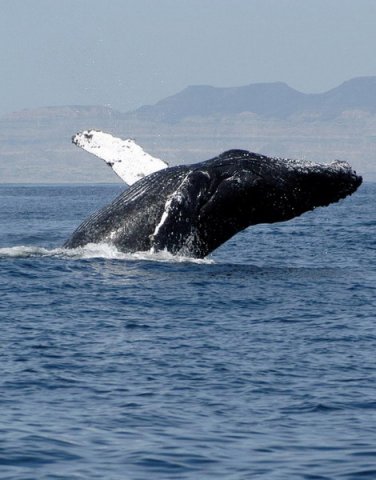 HW MSOMERVILLE3 image hw_msomerville3-jpg