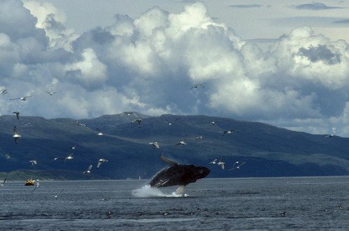 HW PANDERWALD11 image hw_panderwald11-jpg