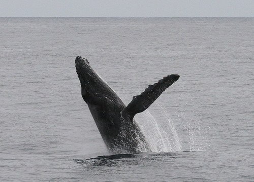 HW PANDERWALD4792a image hw_panderwald4792a-jpg