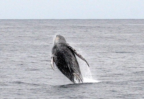 HW PANDERWALD4805a image hw_panderwald4805a-jpg