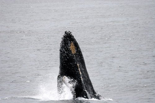 HW PANDERWALD4840a image hw_panderwald4840a-jpg