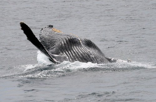 HW PANDERWALD4841a image hw_panderwald4841a-jpg