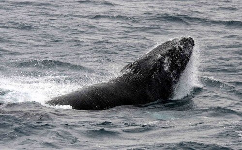 HW PGHEVANS16 image hw_pghevans16-jpg