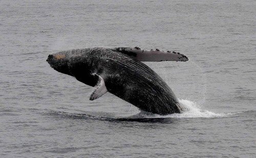 HW PGHEVANS7449a image hw_pghevans7449a-jpg