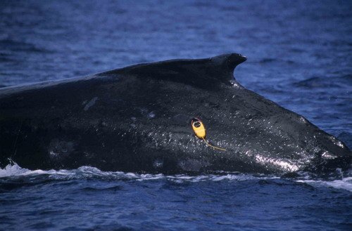 HW RWBAIRD3 image hw_rwbaird3-jpg