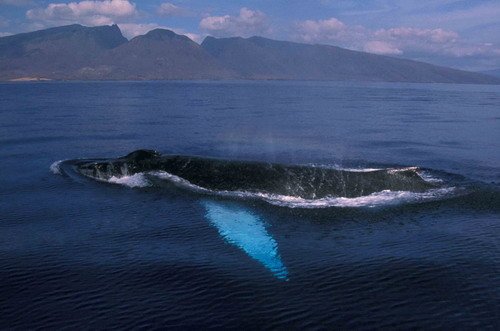 HW RWBAIRD4 image hw_rwbaird4-jpg