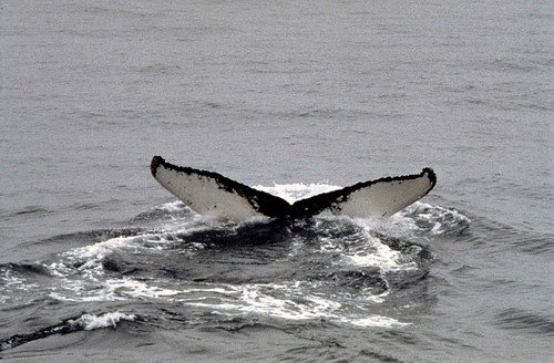 HW SKRAUS3 image hw_skraus3-jpg