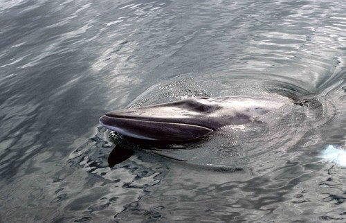 image mw_cswann14-jpg