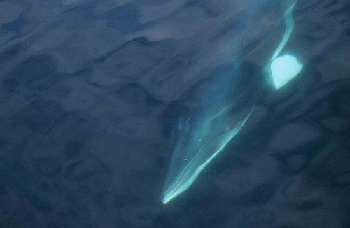 image mw_cswann16-jpg