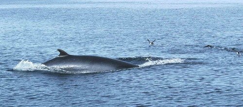 image mw_panderwald2-jpg