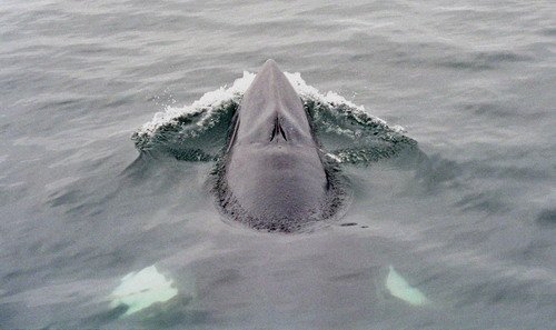 image mw_panderwald13-jpg